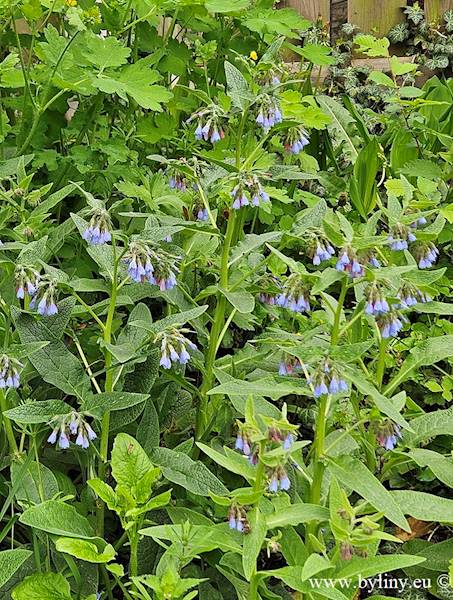 Symphytum grandiflorum Wisley Blue C1,5