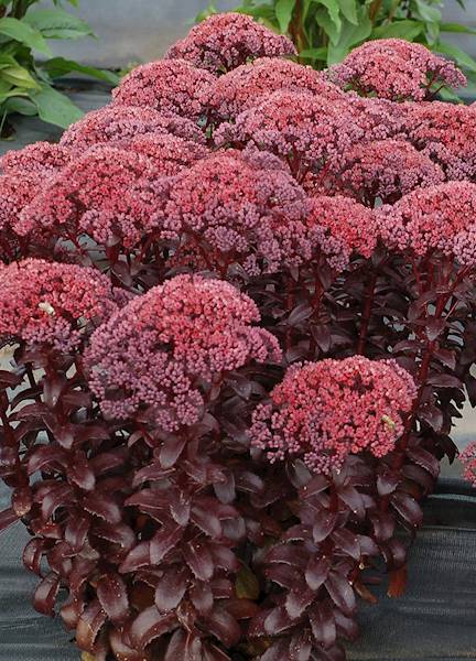 Sedum telephium Dark Magic ® p11