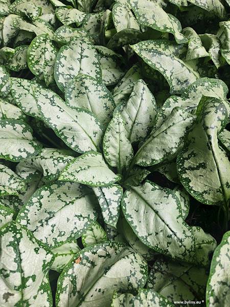 Pulmonaria Moonshine ® C1,5