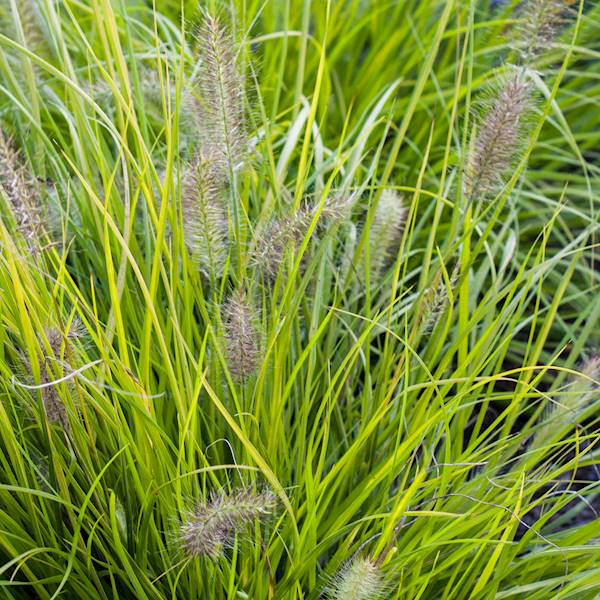 Pennisetum alopecuroides Hameln Gold ® p11