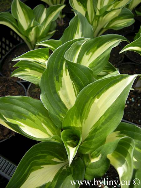 Hosta undulata Mediovariegata C1,5