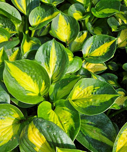 Hosta sieboldiana Pocketful of Sunshine ® C1,5