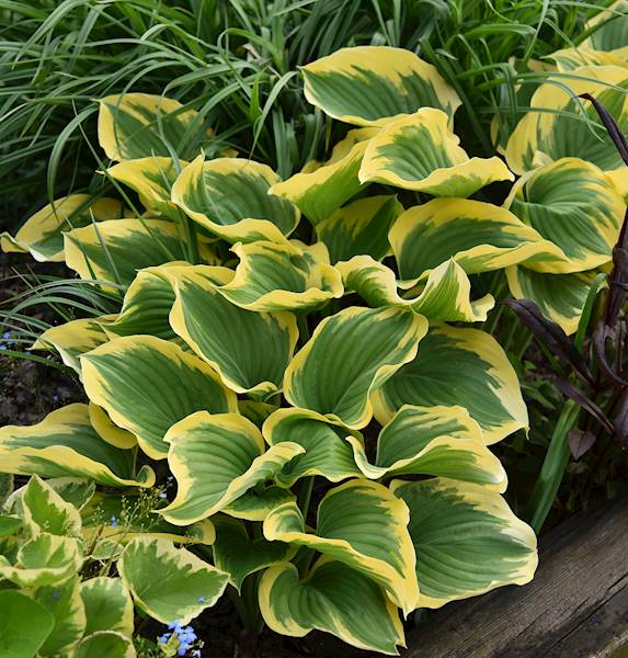 Hosta Liberty ® C1,5