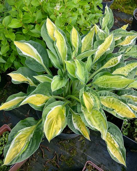 Hosta Gypsy Lemon ® C1,5