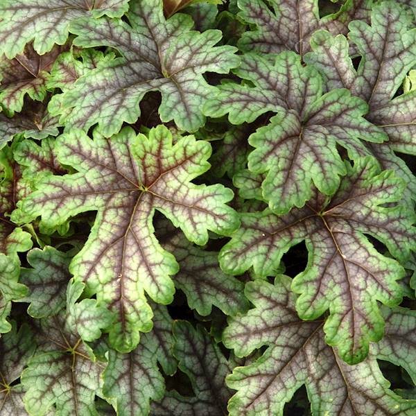 Heucherella Tapestry ® C1,5