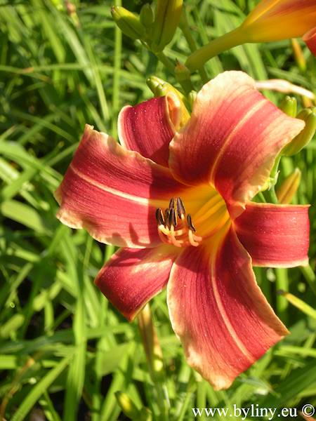 Hemerocallis Ribbonette C3