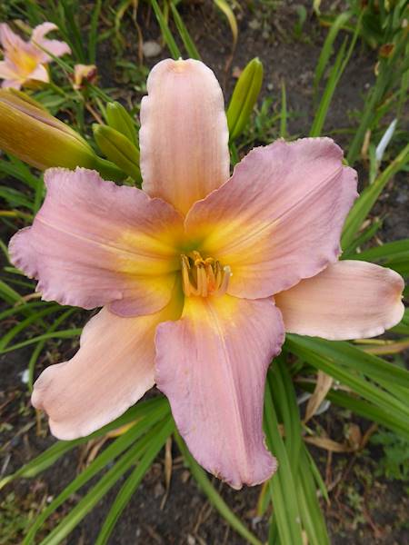 Hemerocallis Nile Crane C3