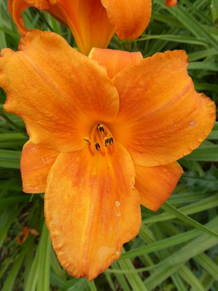 Hemerocallis 25 C3
