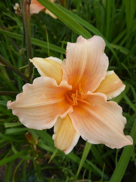 Hemerocallis 11 C3