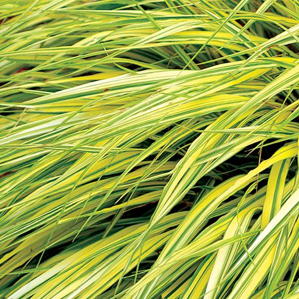 Hakonechloa macra Stripe It Rich ® p11