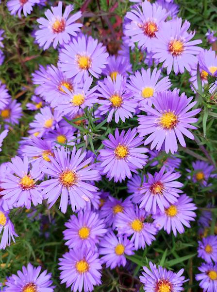 Aster dumosus Lady in Blue C1,5
