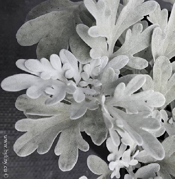 Artemisia stelleriana Silver Brocade C1,5