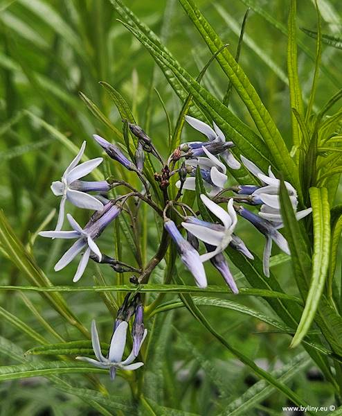 Amsonia hubrichtii C2