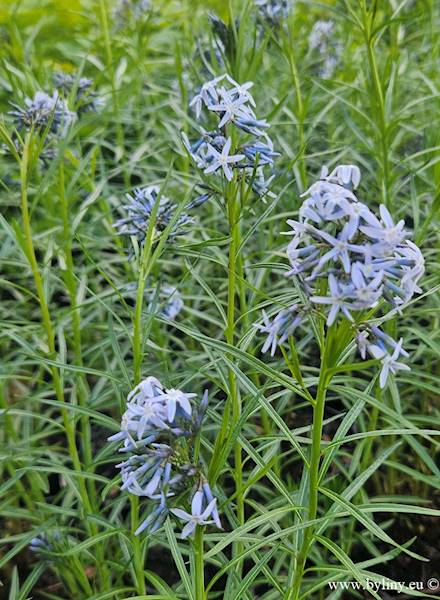 Amsonia hubrichtii C2
