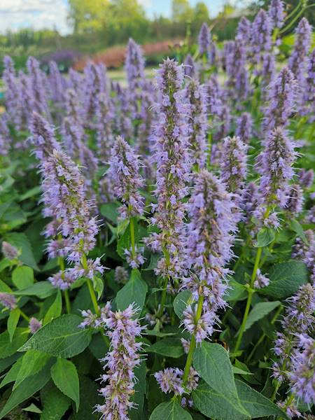 Agastache Blue Fortune C2