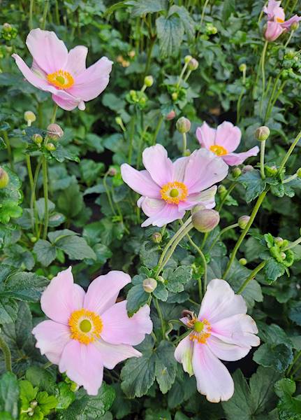 Anemone hybrida Lorelei C1,5