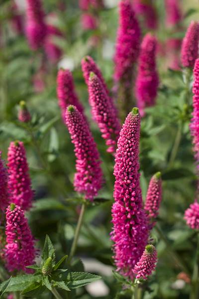Veronica longifolia First Love ® C1,5