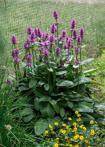 Stachys monnieri Humello C1,5