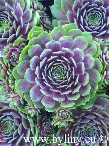 Sempervivum Othello p11