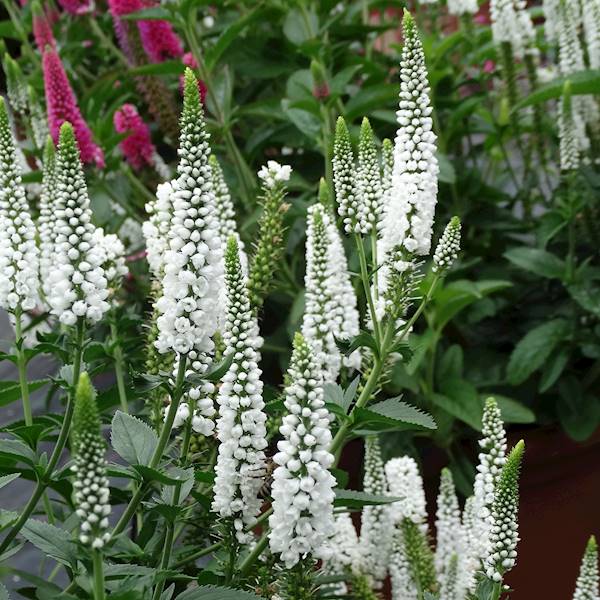 Veronica longifolia First Lady® C1,5