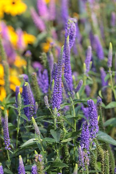 Veronica longifolia First Glory ® C1,5