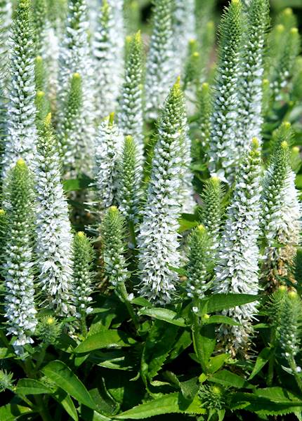 Veronica spicata Snow Candles ® C1,5