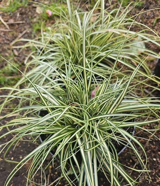 Carex oshimensis Moonlight C1,5