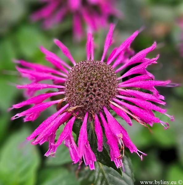 Monarda Bee-Merry® C2