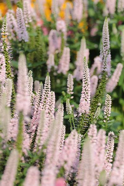 Veronica longifolia First Choice ® C3