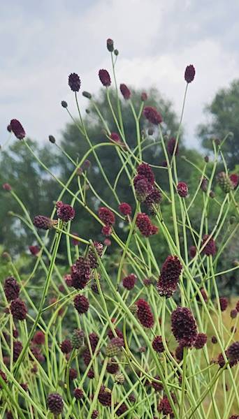 Sanguisorba officinalis C1,5