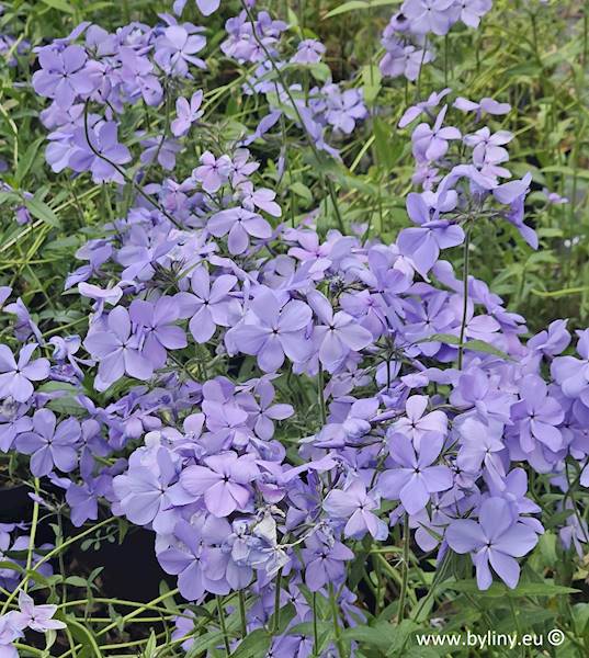 Phlox divaricata Blue Moon C1,5