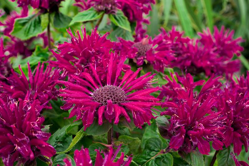 Monarda Bee True ® C1,5