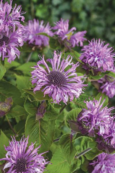 Monarda Bee Pretty ® C1,5