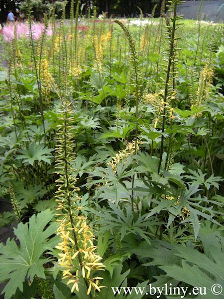 Ligularia przewalskii C2