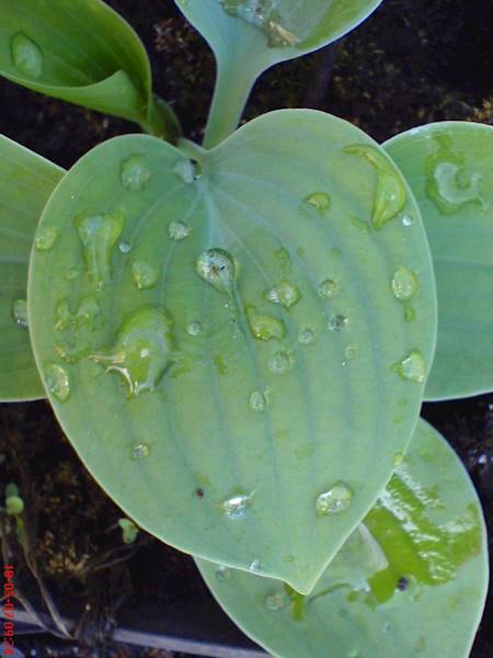 Hosta Fortunei Hyacinthina C1,5