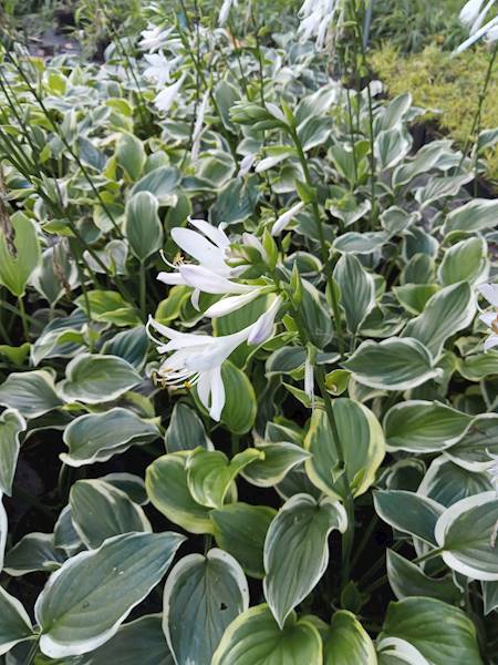 Hosta American Halo C3