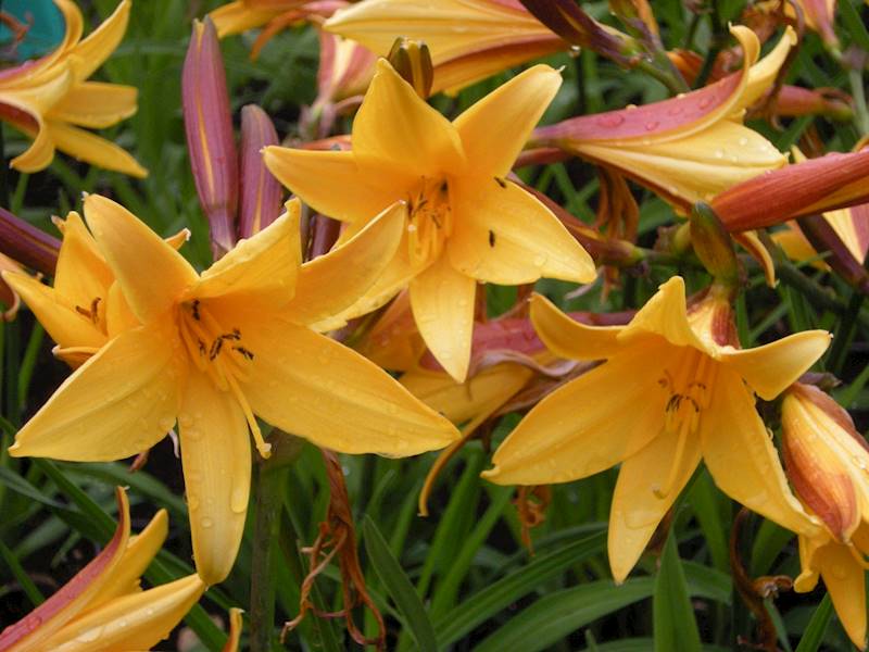 Hemerocallis dumortierii C3
