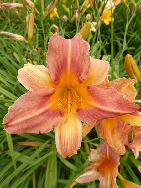Hemerocallis Bicolor C3