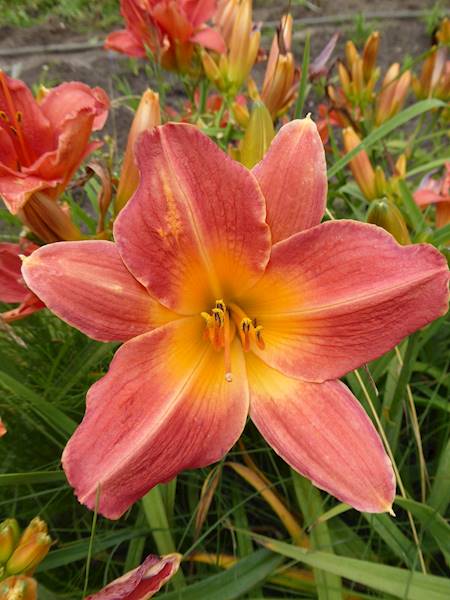 H6 (70cm, kw.duży różowy z żółtą gardzielą) C3