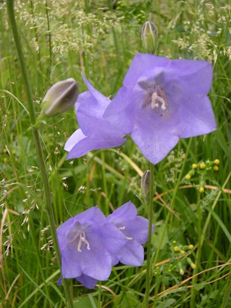 Campanula persicifolia Grandiflora C2