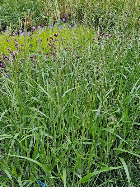 Calamagrostis splendens Cheju-Do C1,5