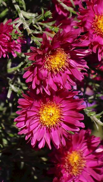Aster dumosus Island Bahamas ® C2