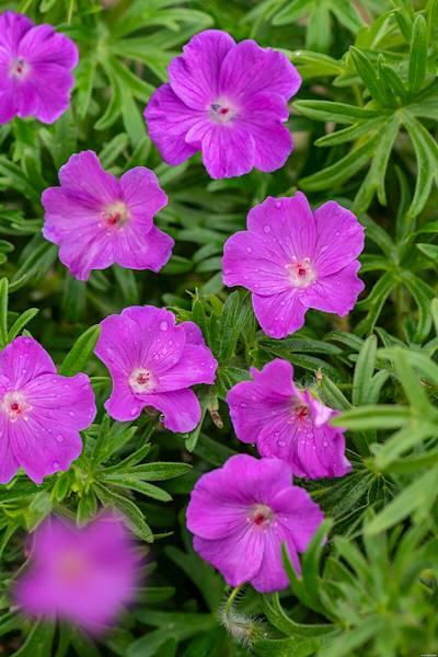 Geranium sanguineum p11