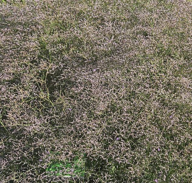 Limonium latifolium (L. platyphyllum) C1,5