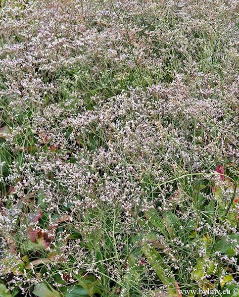 Limonium latifolium (L. platyphyllum) C1,5