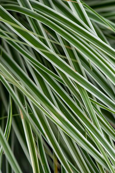 Carex oshimensis Everest ® C1,5