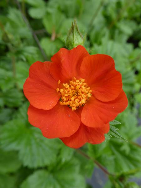 Geum coccineum Borisii Strain C1,5
