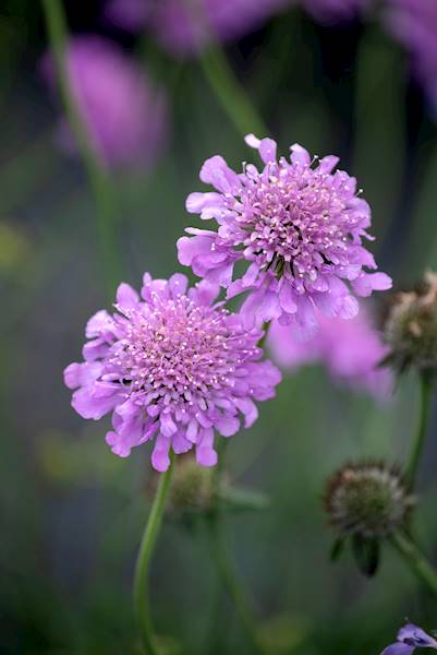 Scabiosa columbaria Pink Mist p11