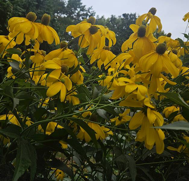 Rudbeckia lancinata Herbstsonne C3