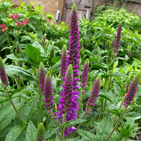 Veronica longifolia First Match ® C1,5